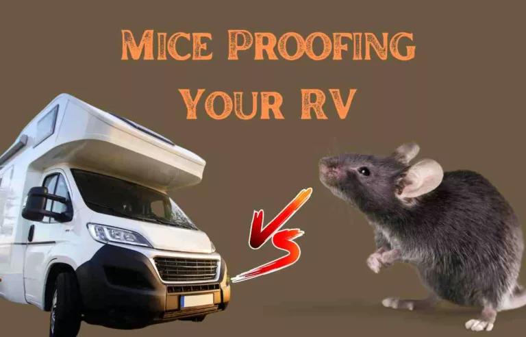 Mouse looking at RV